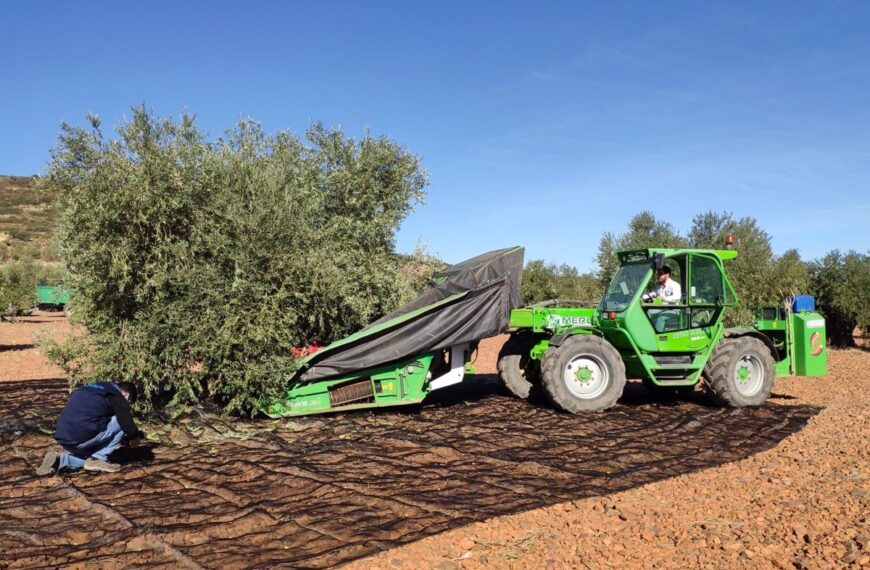 La cosecha de aceituna en Castilla-La Mancha será corta pero con aumentos de producción, según Asaja