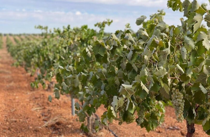 Menor producción y rentabilidad en la vendimia de Castilla-La Mancha, según Asaja