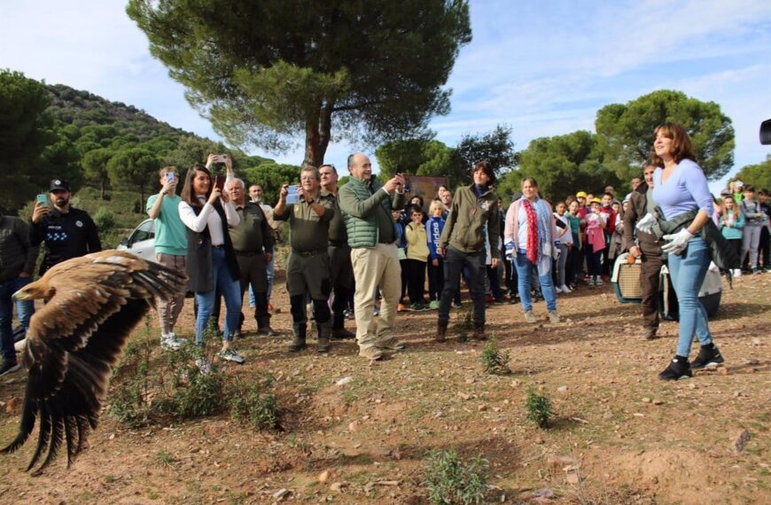 Suelta de águilas imperiales en Ciudad Real: esfuerzos para recuperar una especie en peligro de extinción