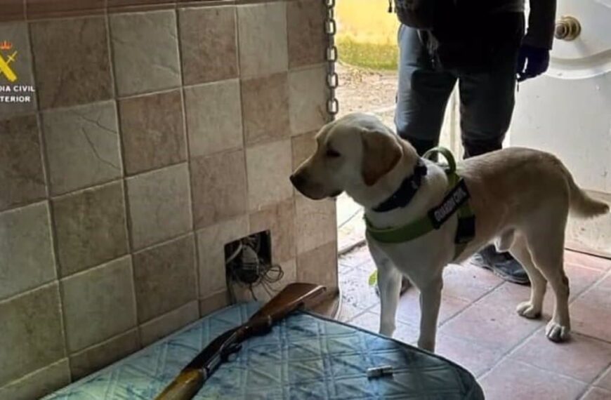 Operativo antidroga culmina con el hallazgo de un cultivo masivo: Más de dos mil plantas de marihuana decomisadas en Ontígola y Escalona, tasadas en casi un millón de euros