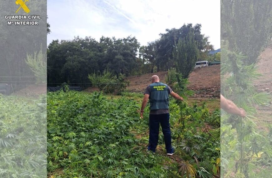 Operativo en Fuencaliente culmina con la captura de tres individuos y el decomiso de un plantío de más de 2.500 plantas de marihuana
