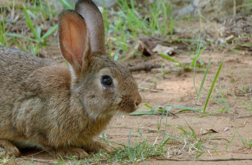 Emergencia Cinegética Temporal en 308 Municipios de Castilla-La Mancha debido a Destrozos Provocados por Poblaciones de Conejos