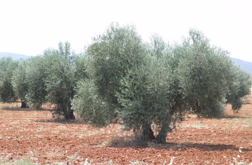 Once Denominaciones de Origen de Ciudad Real Amenazadas por el Avance del Proyecto Minero de Quantum