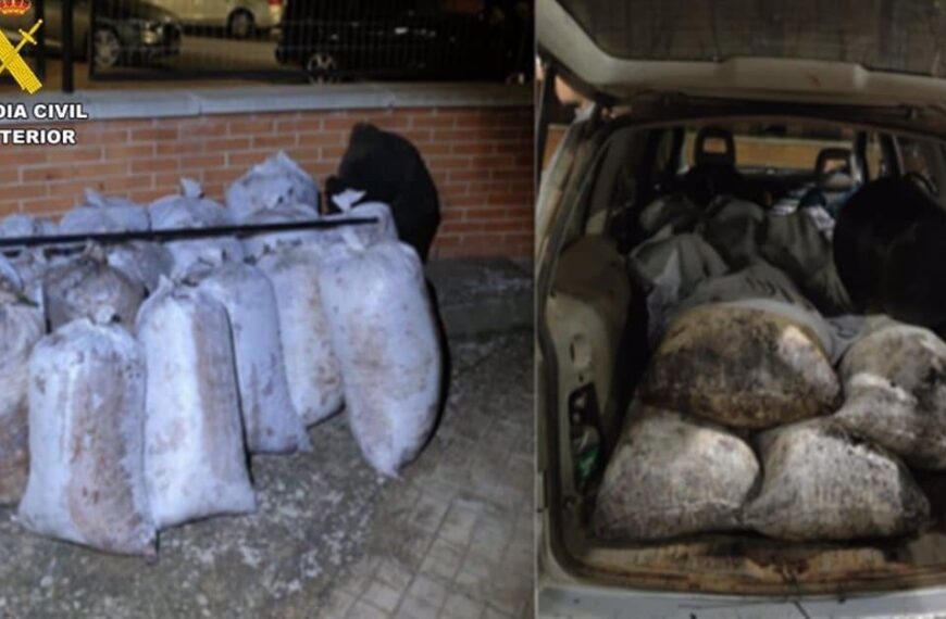Operación exitosa contra el robo de aceitunas: 10.000 kilos recuperados y 10 arrestados en Ciudad Real, Toledo y Cuenca