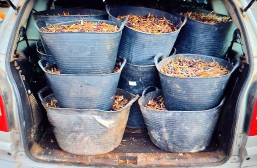 Operativo Oleícola Exitoso: La Guardia Civil Recupera Cerca de Siete Toneladas de Aceitunas Hurtadas en Ciudad Real