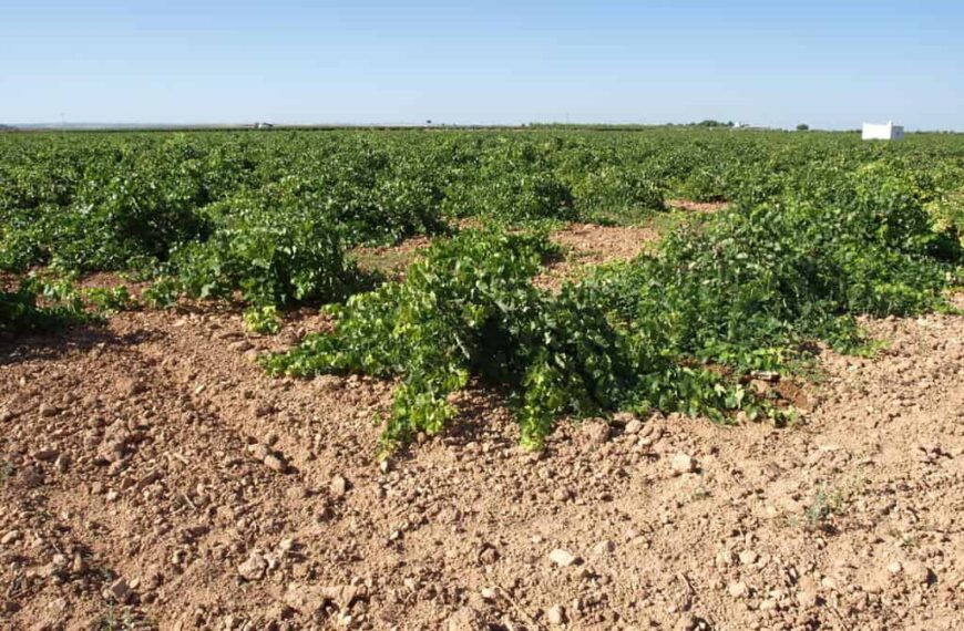 Agroseguro bate récord de indemnizaciones en Castilla-La Mancha con 178 millones de euros en 2023