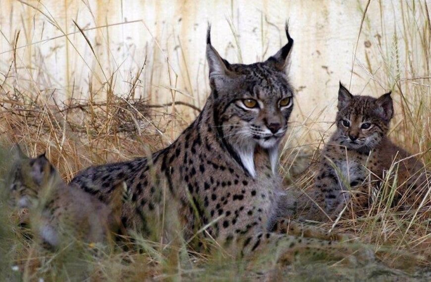 Castilla-La Mancha Concentra el 35% de la Población de Linces Ibéricos de la Península