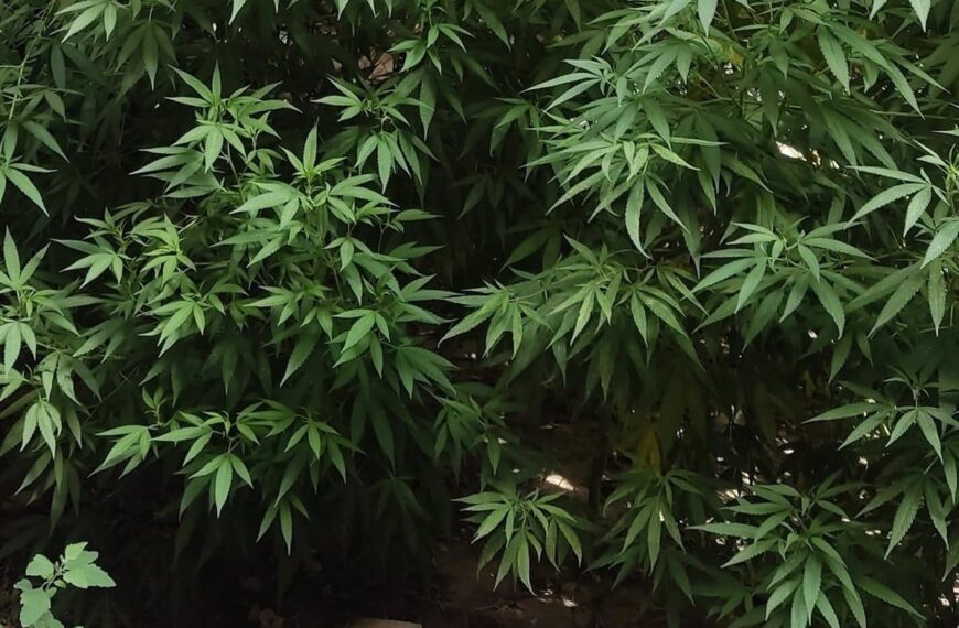 Dos Acusados Enfrentan Dos Años de Cárcel por Transportar 200 Gramos de Cannabis en Santa Cruz de Mudela