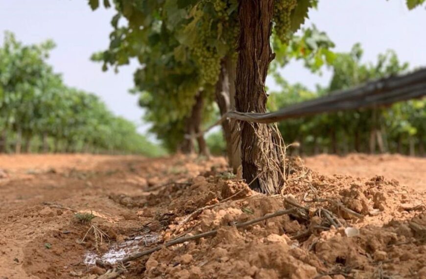 El viñedo como freno a la despoblación: curso en septiembre en la UCLM