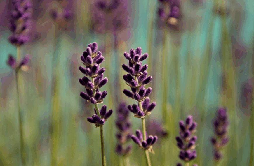 Naturalis Refuerza su Presencia Avanzada y Consolida su Notoriedad Online con el Kit Digital