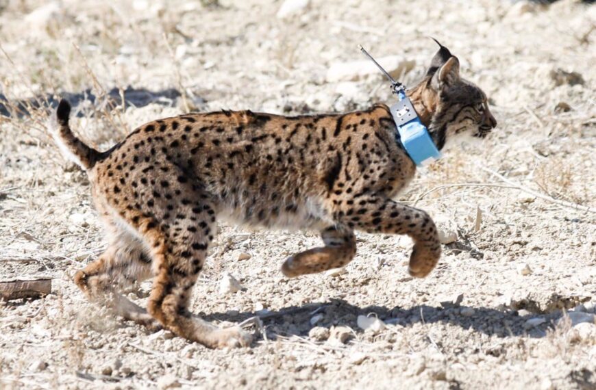 Transportes aprueba la construcción de un corredor para proteger al lince en la A-4 entre Despeñaperros y Almuradiel