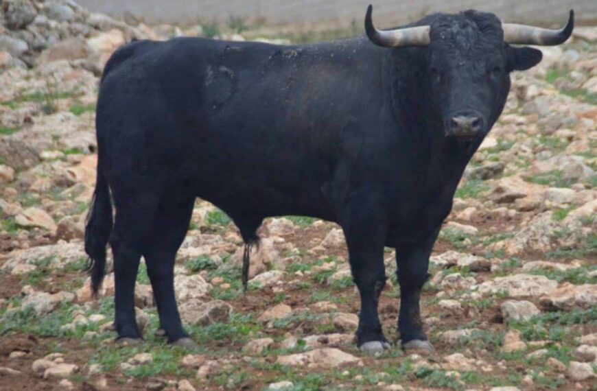 Fatalidad en Enguera: Fallece una sexagenaria en evento de ‘bous al carrer’