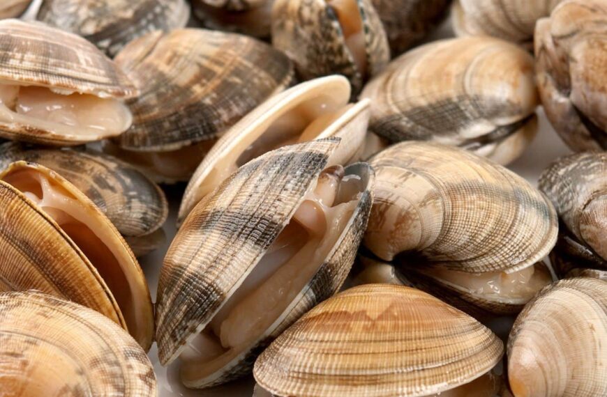Descubre los Beneficios Energéticos y Nutricionales de la Almeja Fina de Corea