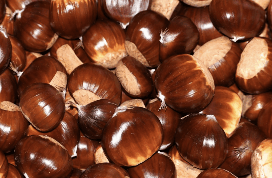 Delicias de Otoño: La Teca Sàbat Lleva Sabores Estacionales a Catalunya