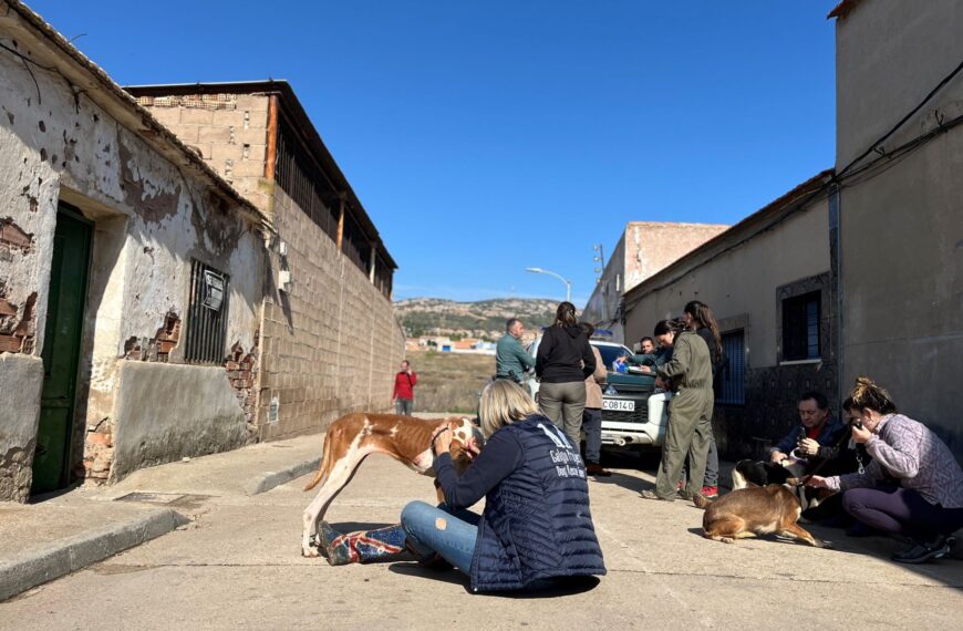 Rescate de 52 perros maltratados en Puertollano revela la cruda realidad del maltrato animal