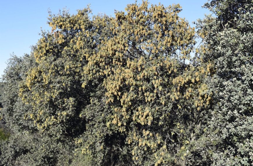 Alertan que encinas de Ciudad Real florecen en diciembre por el calentamiento climático y sus efectos en el medio ambiente