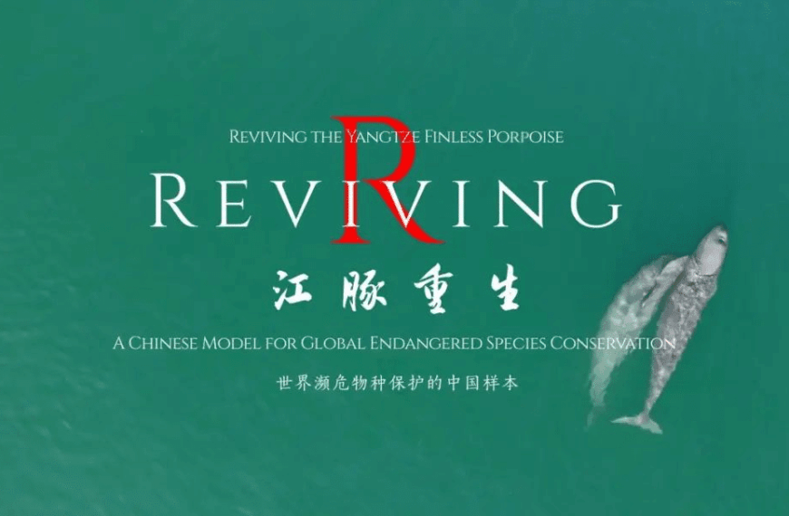 Explorando el Enigma del Delfín Sin Aleta del Yangtsé: Un Documental de Hubei RTV