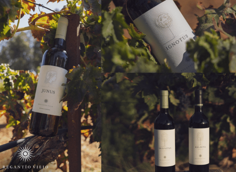 Renovación de Viñedos Antiguos: La Revolución de Cepas Ancestrales en Regantío Viejo