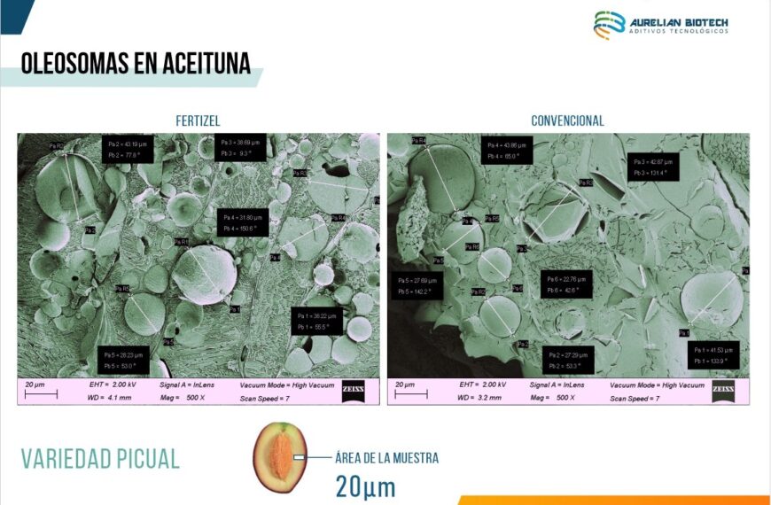 Fertizel Revoluciona la Producción de Aceitunas: Aumento del 15% en Oleosomas, 25% en Cosecha y Menor Vecería