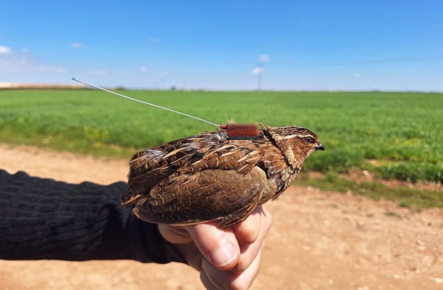C-LM Inicia el Marcaje y Seguimiento Mediante GPS de Ejemplares de Codorniz para Conocer Mejor sus Poblaciones