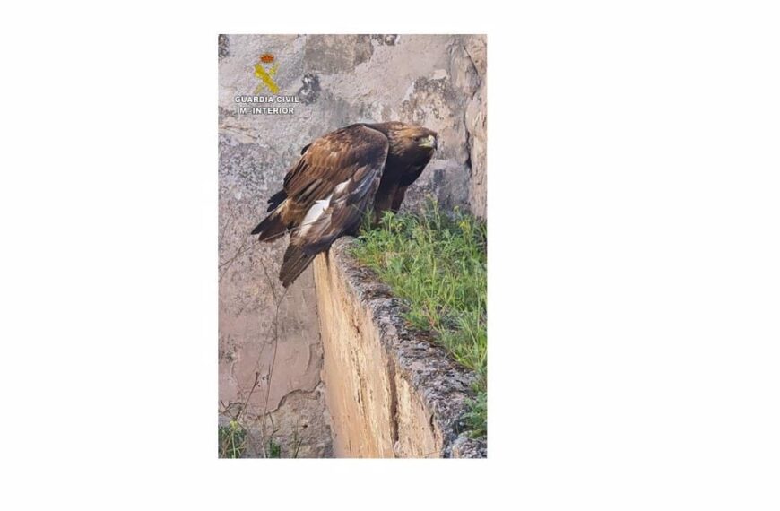 El Seprona rescata a un águila real herida en Alcázar de San Juan
