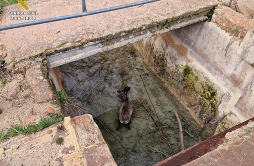 Rescatan a un corzo atrapado en un canal del Parque Natural Lagunas de Ruidera y lo devuelven a su hábitat natural