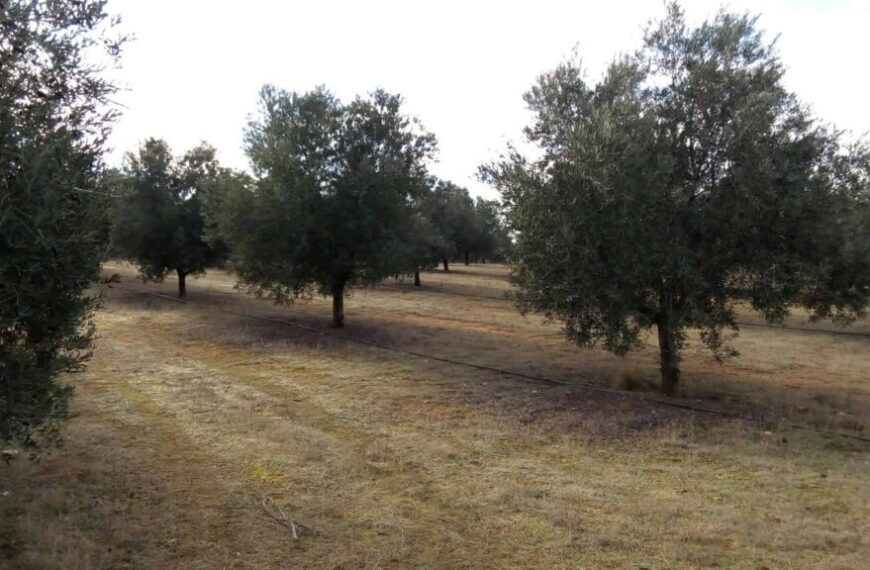 La Guardia Civil ha finalizado la campaña olivarera con unos buenos resultados