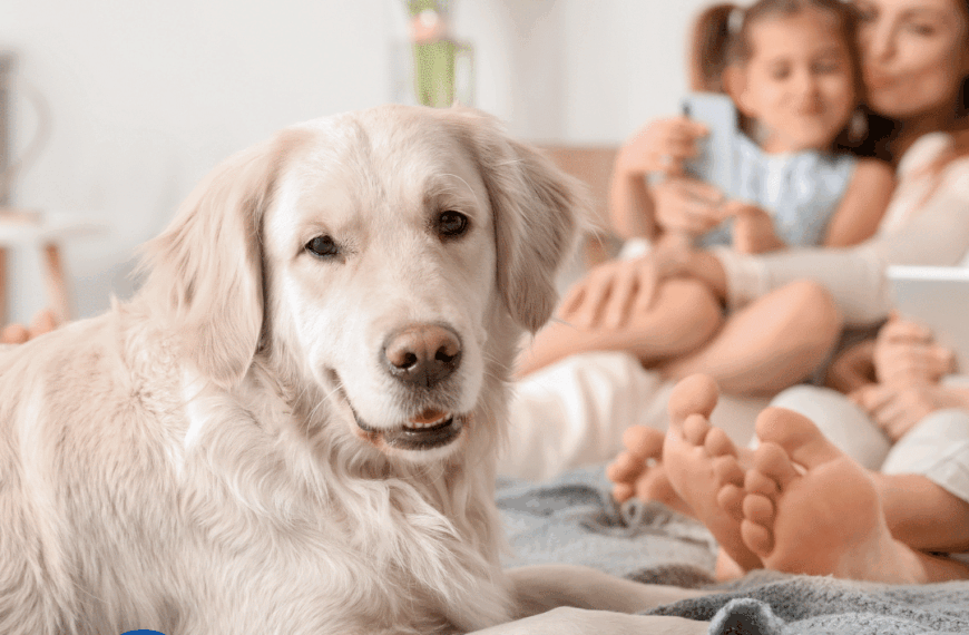 GREE Lanza en España su Innovadora Generación de Aire Acondicionado: Eficiente, Conectado y Adaptable