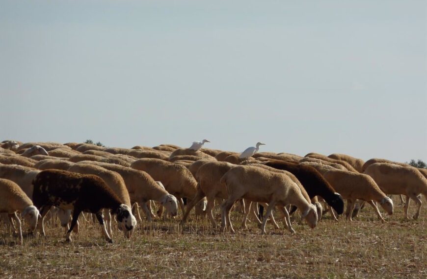 Herencia reivindica sus raíces ganaderas con el Día del Pastor 2025: talleres, catas y cultura popular