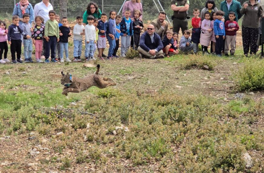 C-LM cede un ejemplar de lince ibérico a CyL en la primera translocación entre comunidades autónomas