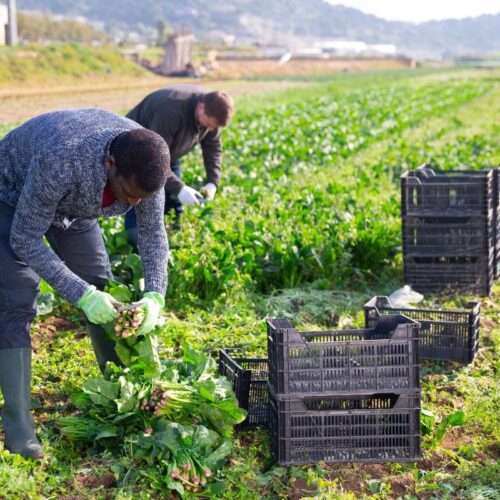 Trabajadores del Campo en Ciudad Real se Movilizan por Estancamiento en Negociación Colectiva