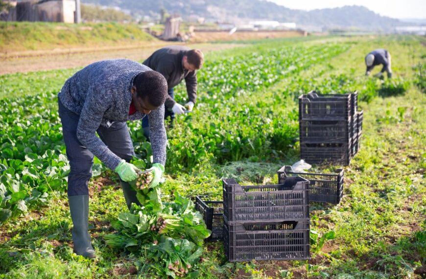 Trabajadores del Campo en Ciudad Real se Movilizan por Estancamiento en Negociación Colectiva