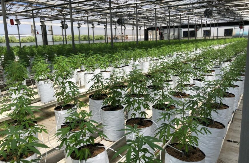 La UNEC Disipa Dudas sobre el Uso del CBD en el Mercado Legal de Cannabis