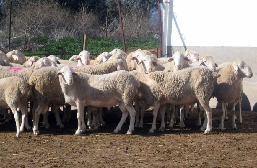 Asaja valora las ayudas de CLM por lengua azul, pero pide actuaciones rápidas y eficaces en torno a la sanidad animal