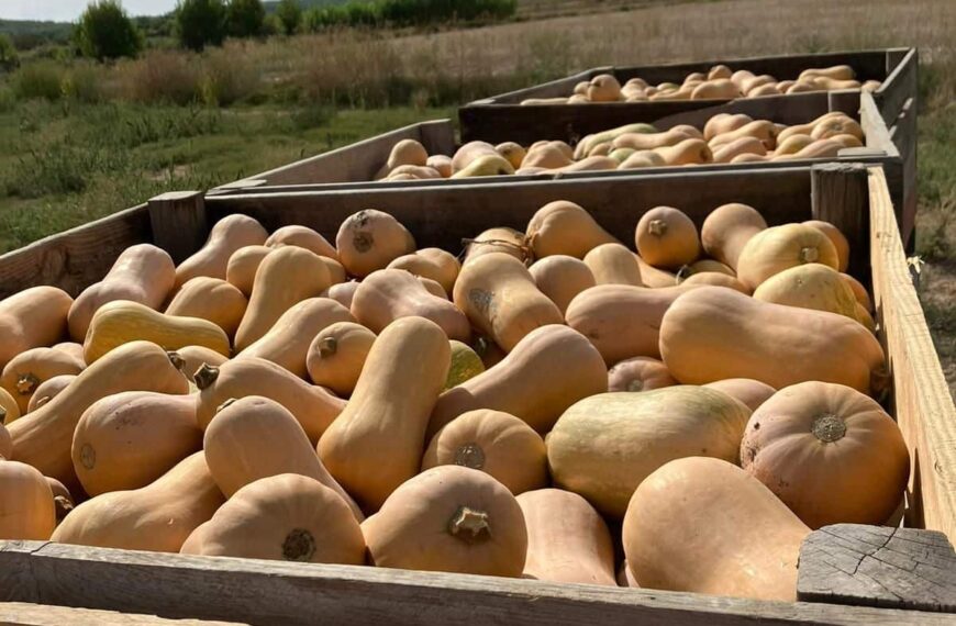 Calabaza Cacahuete: Innovación Local para un Halloween Sostenible