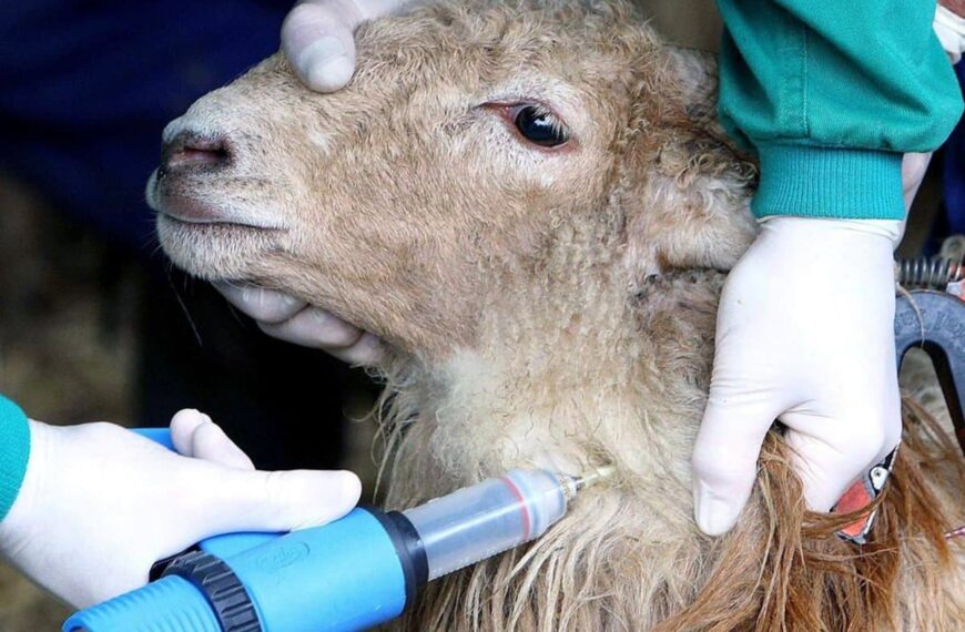 Castilla-La Mancha declara emergencia por 107 focos de lengua azul activos y costeará todas las vacunas necesarias