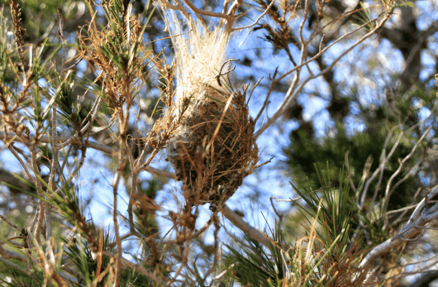 Rentokil Initial: Alerta de Plagas que Debes Vigilar Durante el Invierno