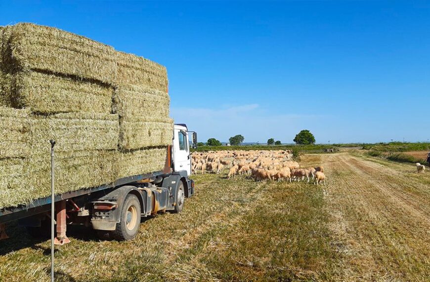 BioPalacín Planet: Liderazgo en Alimentos Km 0 y Sostenibilidad