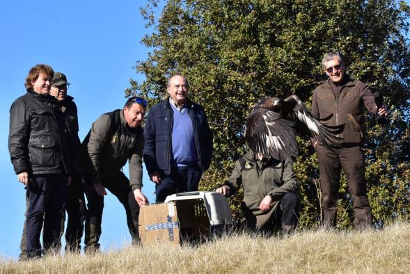 El Gobierno de Castilla-La Mancha libera 3 ejemplares de águila real e imperial en Ciudad Real