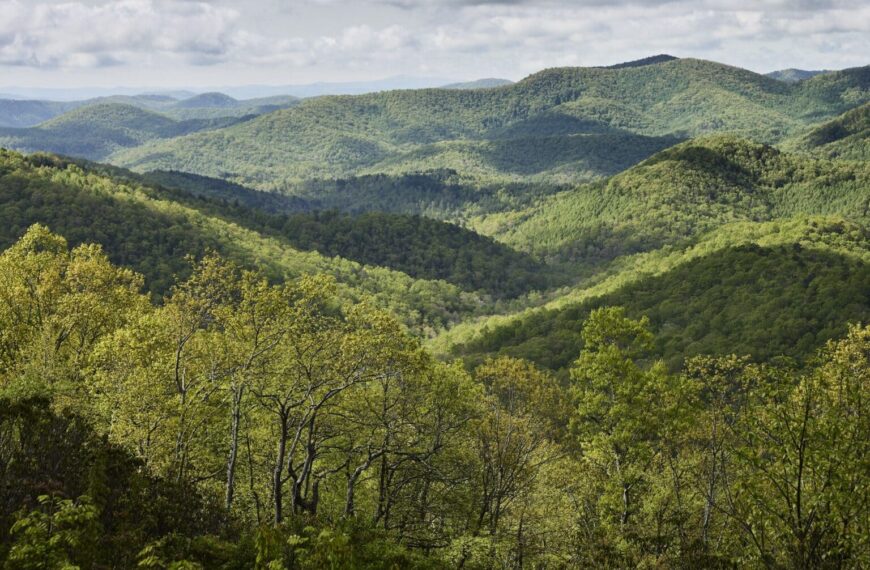 Renacer Verde: Reconectando con la Naturaleza