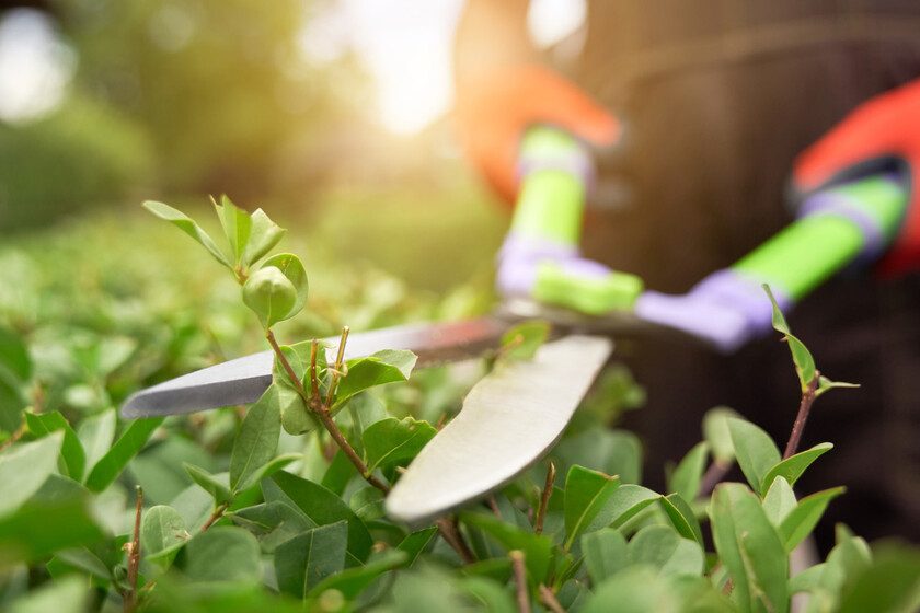 Cuidados de Otoño: Razones para Evitar Podar Hortensias, Crisantemos y Geranios en Noviembre