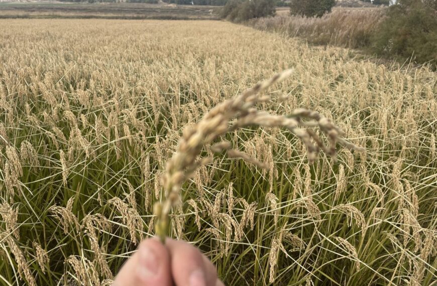 BioPalacín Planet Impulsa Ventas de Arroz Ecológico gracias a Mayor Conciencia Ambiental y de Salud