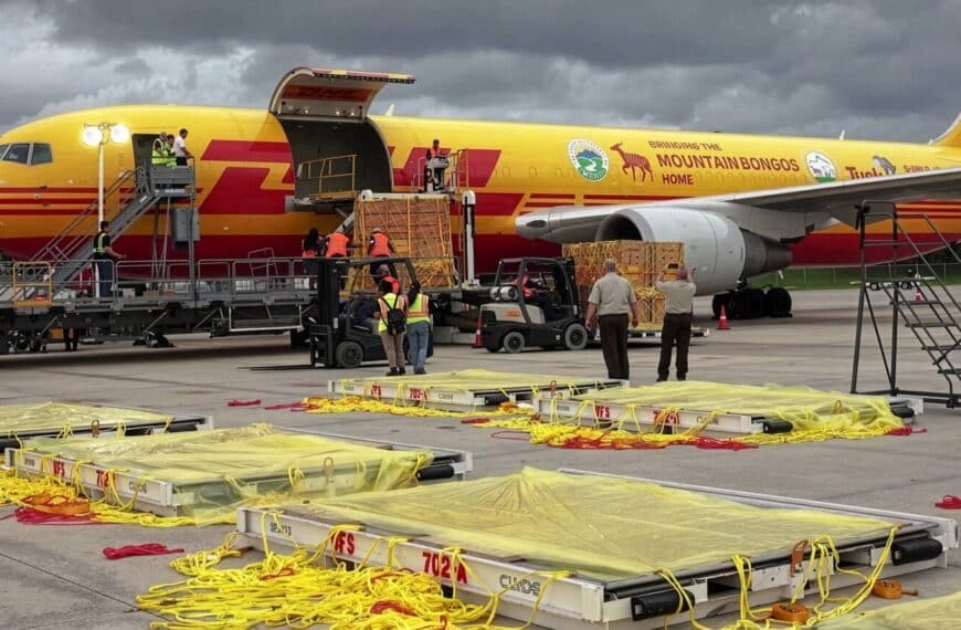 DHL Desvela los Envíos Más Sorprendentes de 2025