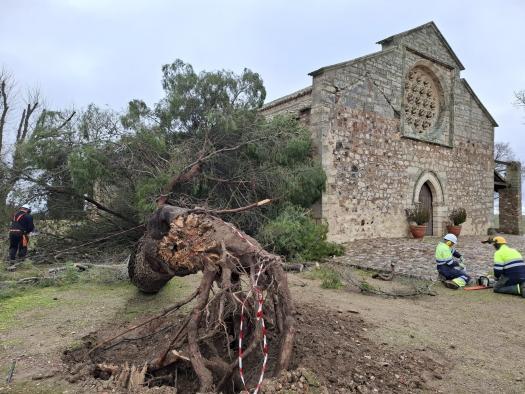 Retiran árbol caído por viento cerca de la ermita de Alarcos en Castilla-La Mancha