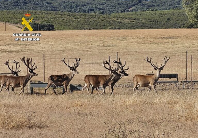 El SEPRONA de la Guardia Civil instruye diligencias por la muerte de dos ciervos sementales de alto valor genético en una granja cinegética de la provincia