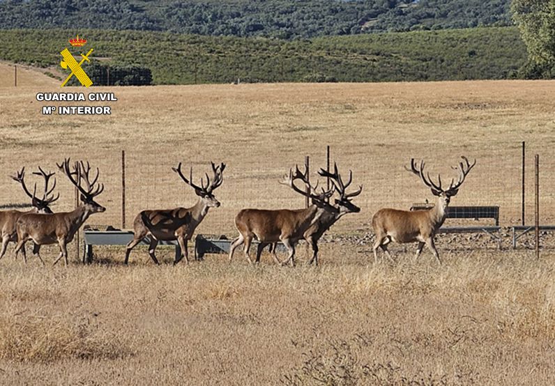 El SEPRONA de la Guardia Civil instruye diligencias por la muerte de dos ciervos sementales de alto valor genético en una granja cinegética de la provincia
