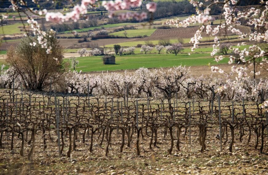 Descubre el Carácter Único del Vino Tinto de Bodegas Obergo en Somontano