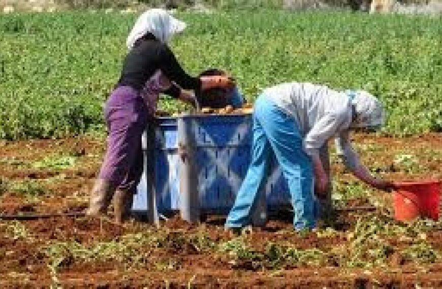 Revisión Urgente del Convenio: Salarios del Campo en Ciudad Real por Debajo del SMI