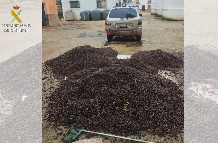 La Guardia Civil detiene a 18 personas por varios robos de aceituna en el Campo de Montiel