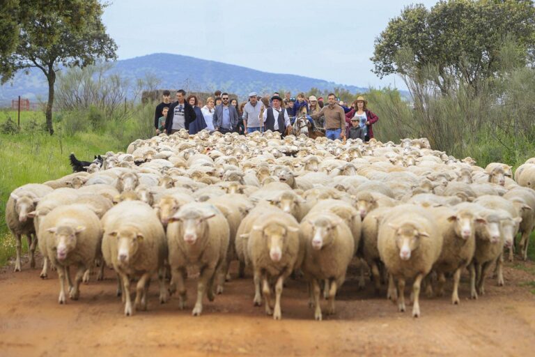 Alamillo celebra la tercera edición de su Feria de la Trashumancia como homenaje a una forma de vida que marcó la historia rural